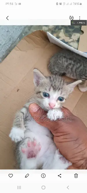 6-12 months Male Mixed Breed Cat