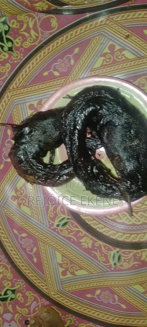 Dry Catfish