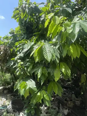 Cocoa Seedlings