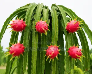 Dragon Fruit Plant Seedlings