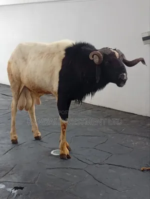 Rams and Goats