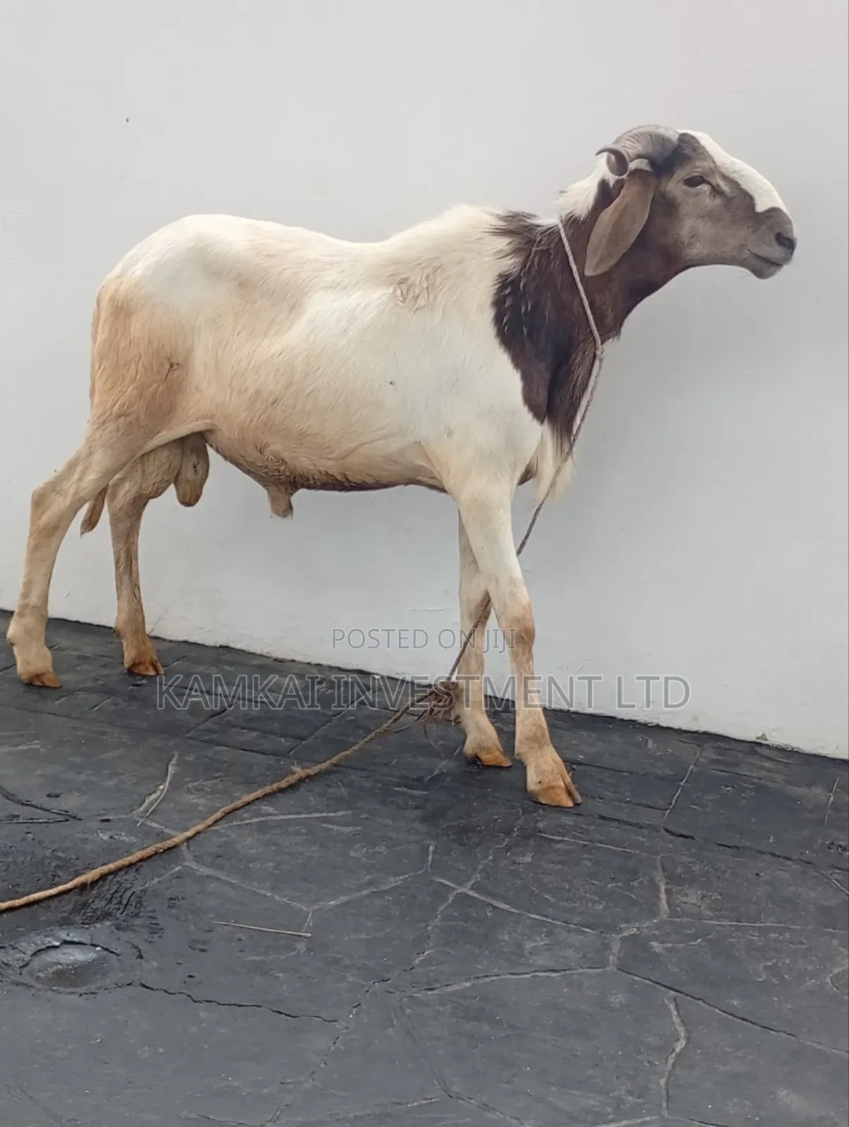 Rams and Goats
