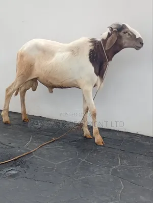 Rams and Goats