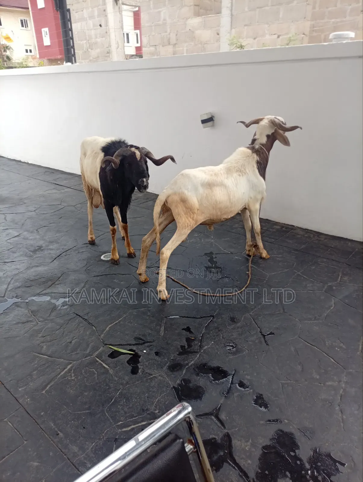 Rams and Goats