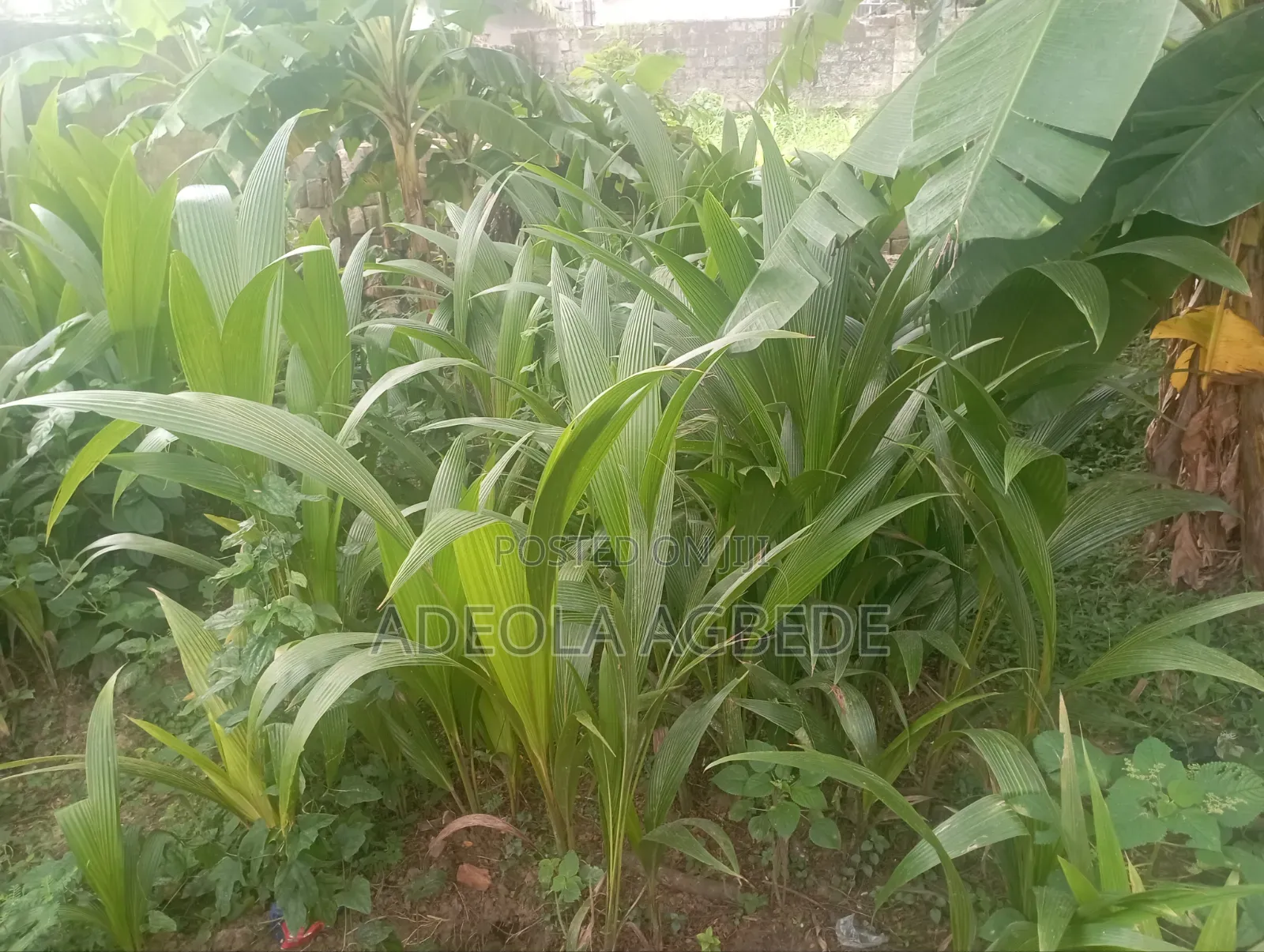Dwarf and Hybrid Coconut