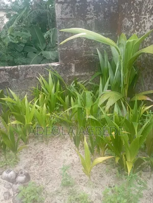 Dwarf and Hybrid Coconut