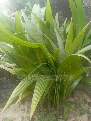 Dwarf and Hybrid Coconut
