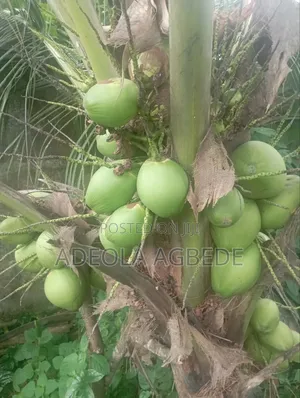 Dwarf and Hybrid Coconut