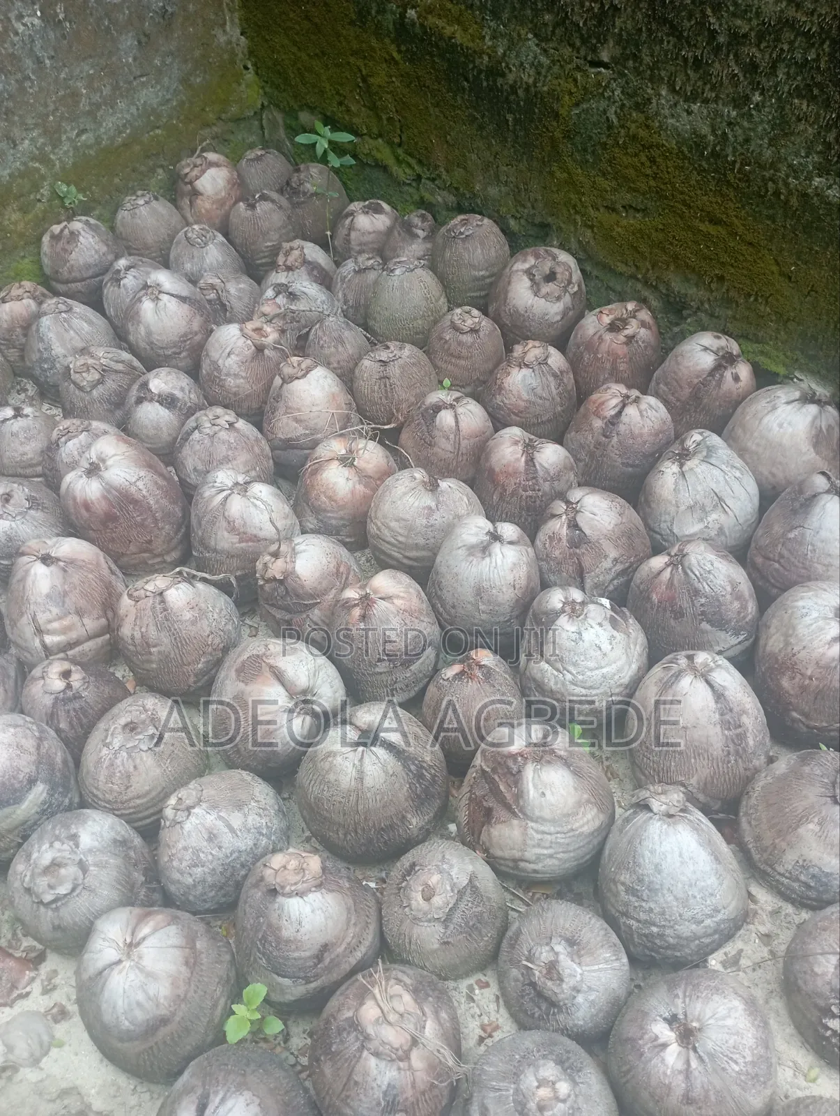 Dwarf and Hybrid Coconut