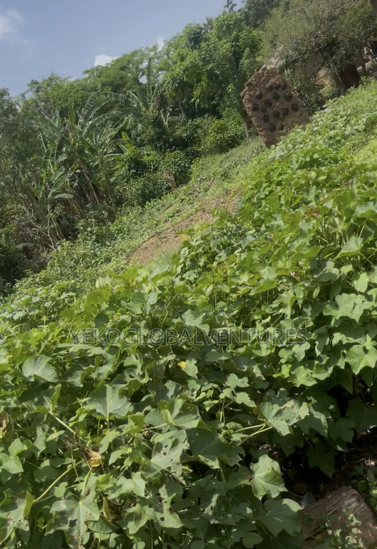 Buy One Acre and Get One Plot for Free