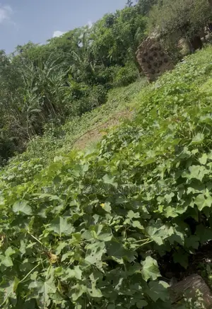 Buy One Acre and Get One Plot for Free