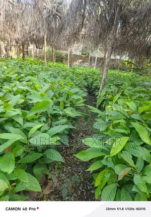 Cocoa Seedlings