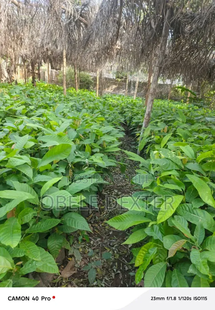 Cocoa Seedlings