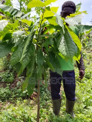 Cocoa Seedlings