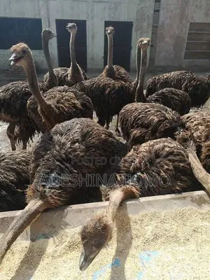 Day Old to 1 Year Old Ostrich Available for Purchase