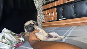1-3 months Male Purebred Pug
