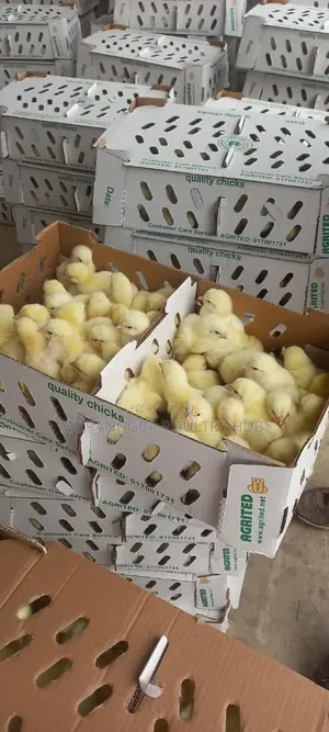 Day Old Chicks