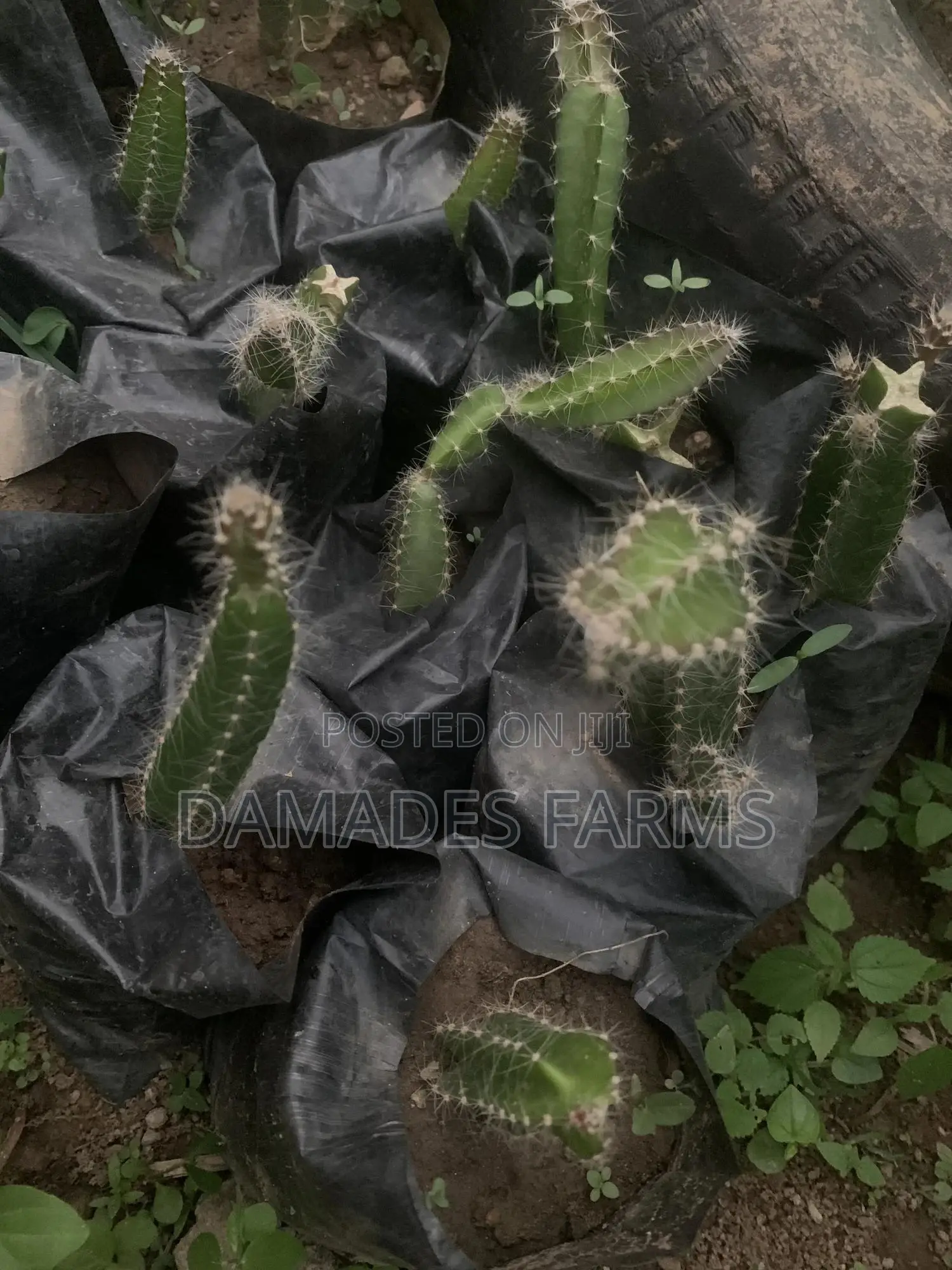 Dragon Fruit Plant Seedlings