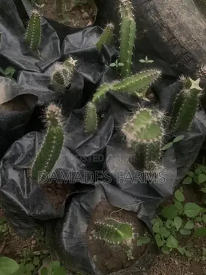 Dragon Fruit Plant Seedlings