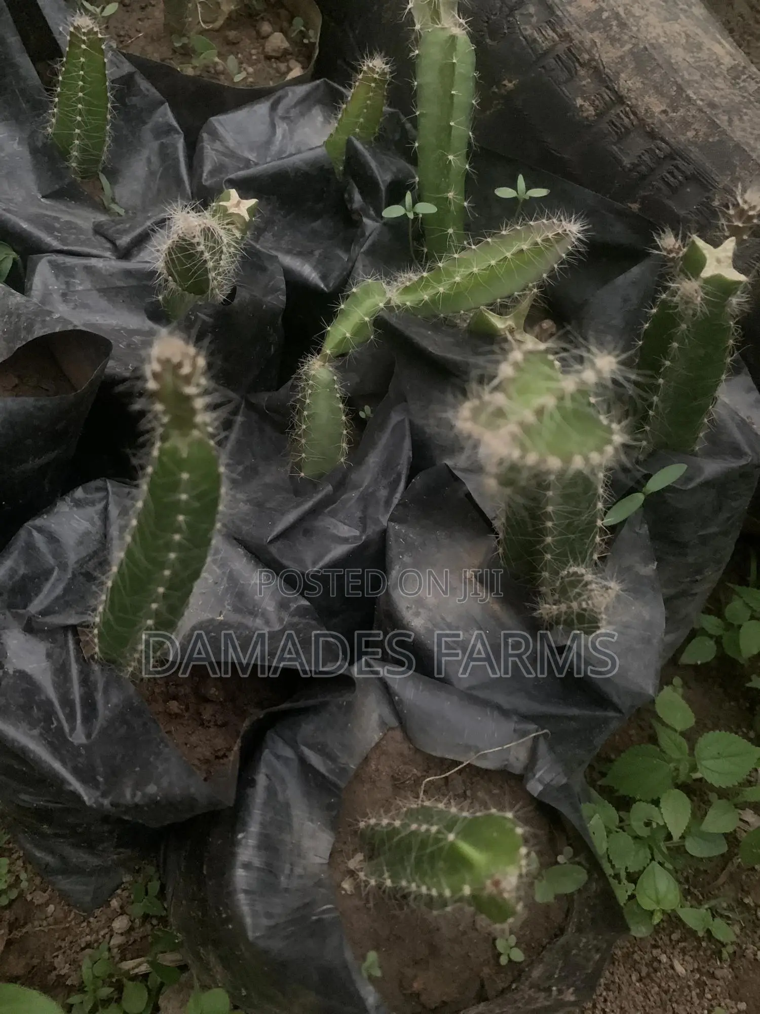Dragon Fruit Plant Seedlings