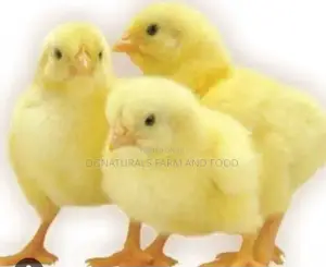 Poultry Chicks
