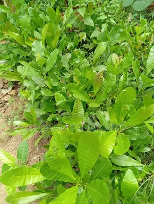 Hybrid Cashew Seedlings