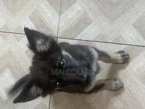 1-3 months Female Mixed Breed Caucasian Shepherd