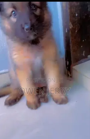 1-3 months Male Purebred German Shepherd