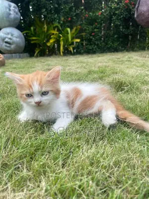 1-3 months Male Purebred Persian