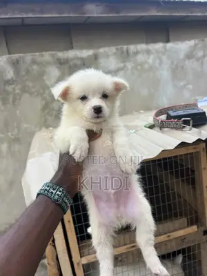 1-3 months Female Purebred American Eskimo