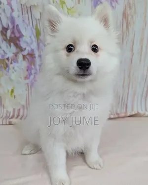 1-3 months Female Purebred American Eskimo