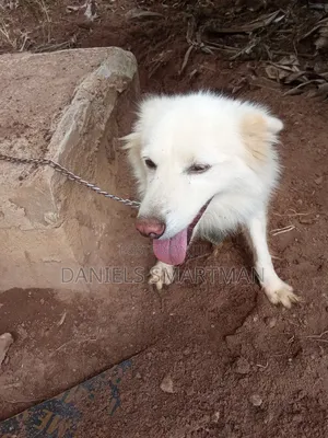 1+ year Female Purebred American Eskimo