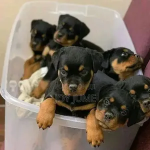 1-3 months Female Purebred Rottweiler