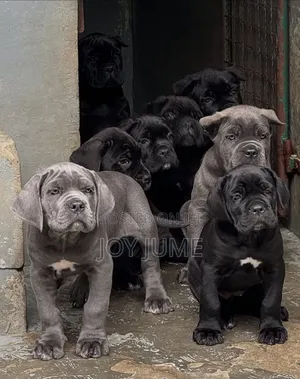 1-3 months Female Purebred Cane Corso