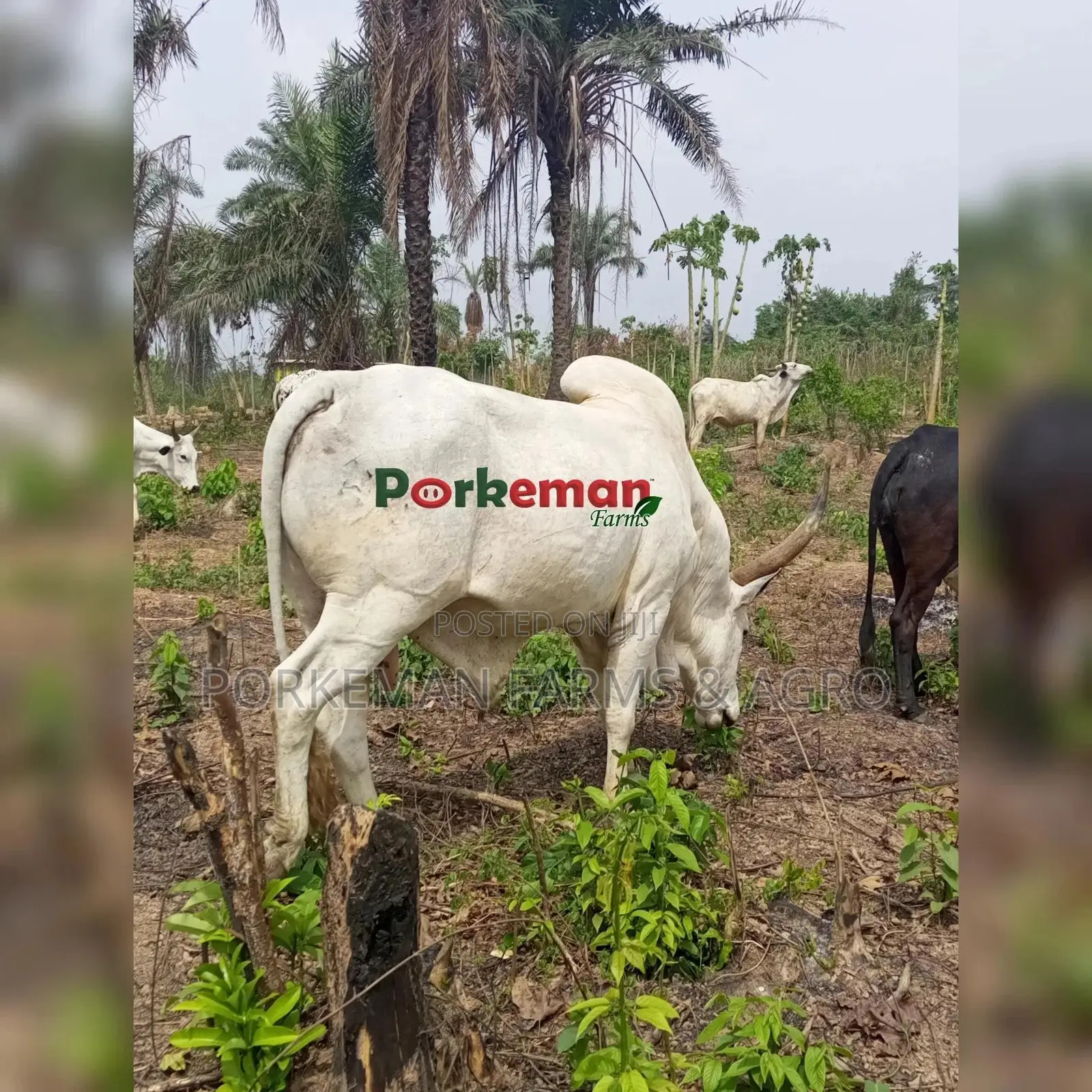 Party Size Cattle Breeding Stock