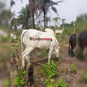 Party Size Cattle Breeding Stock