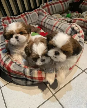 1-3 months Female Purebred Lhasa Apso
