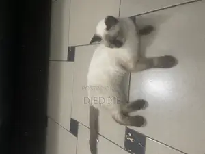 3-6 months Female Purebred Siamese