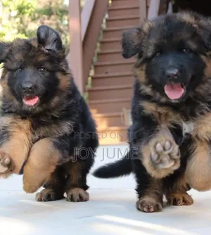 1-3 months Female Purebred German Shepherd