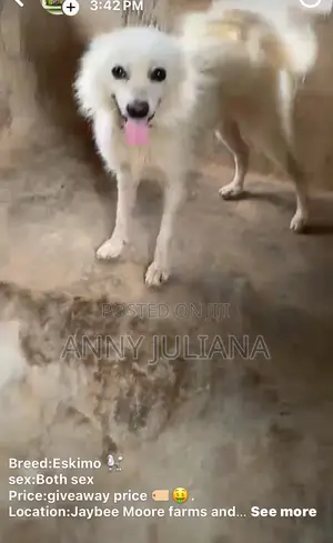 6-12 months Female Purebred American Eskimo