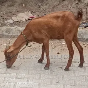 Pregnant She-Goat With Potentials