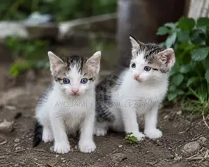 1-3 months Female Mixed Breed Tabby