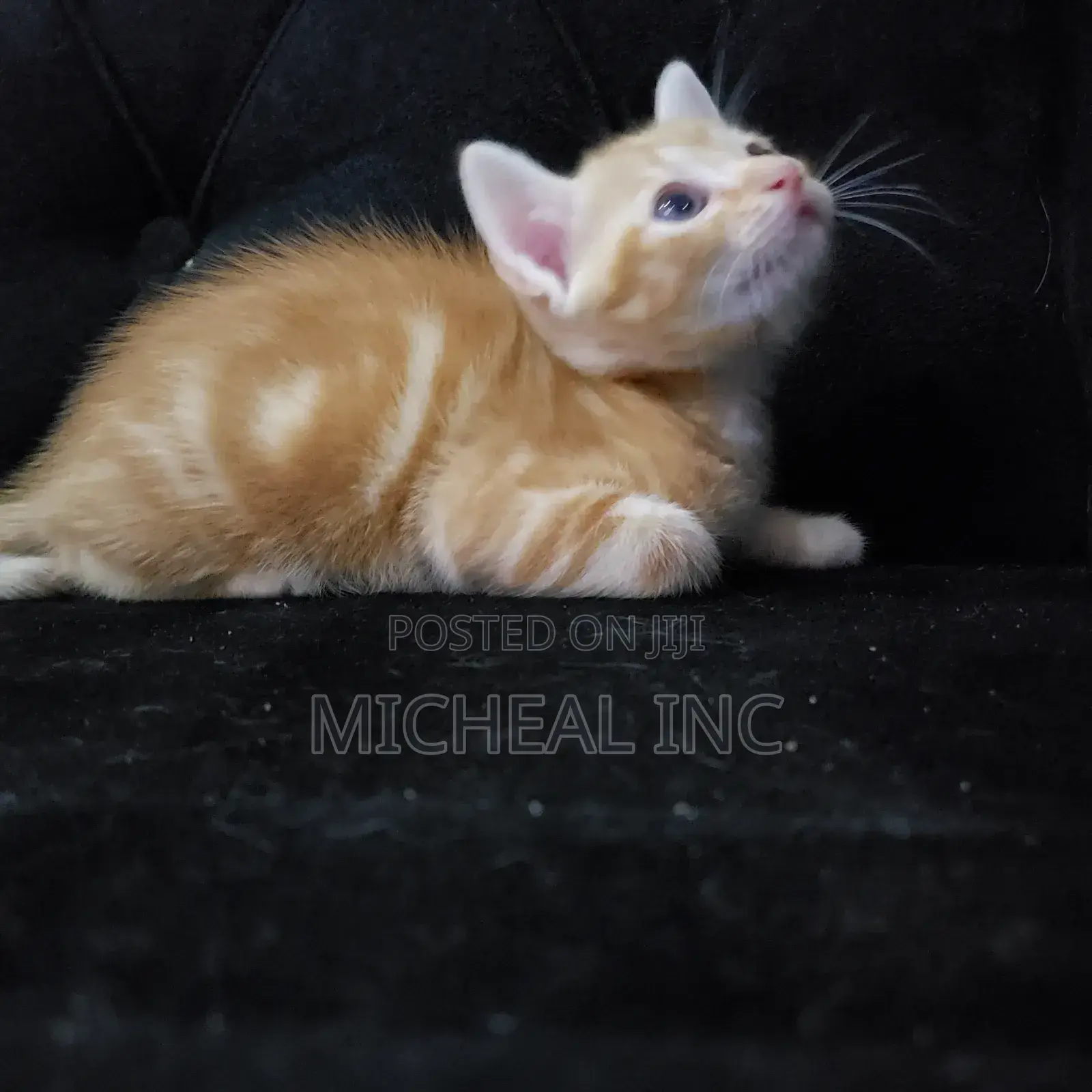 1-3 months Female Mixed Breed Turkish Angora