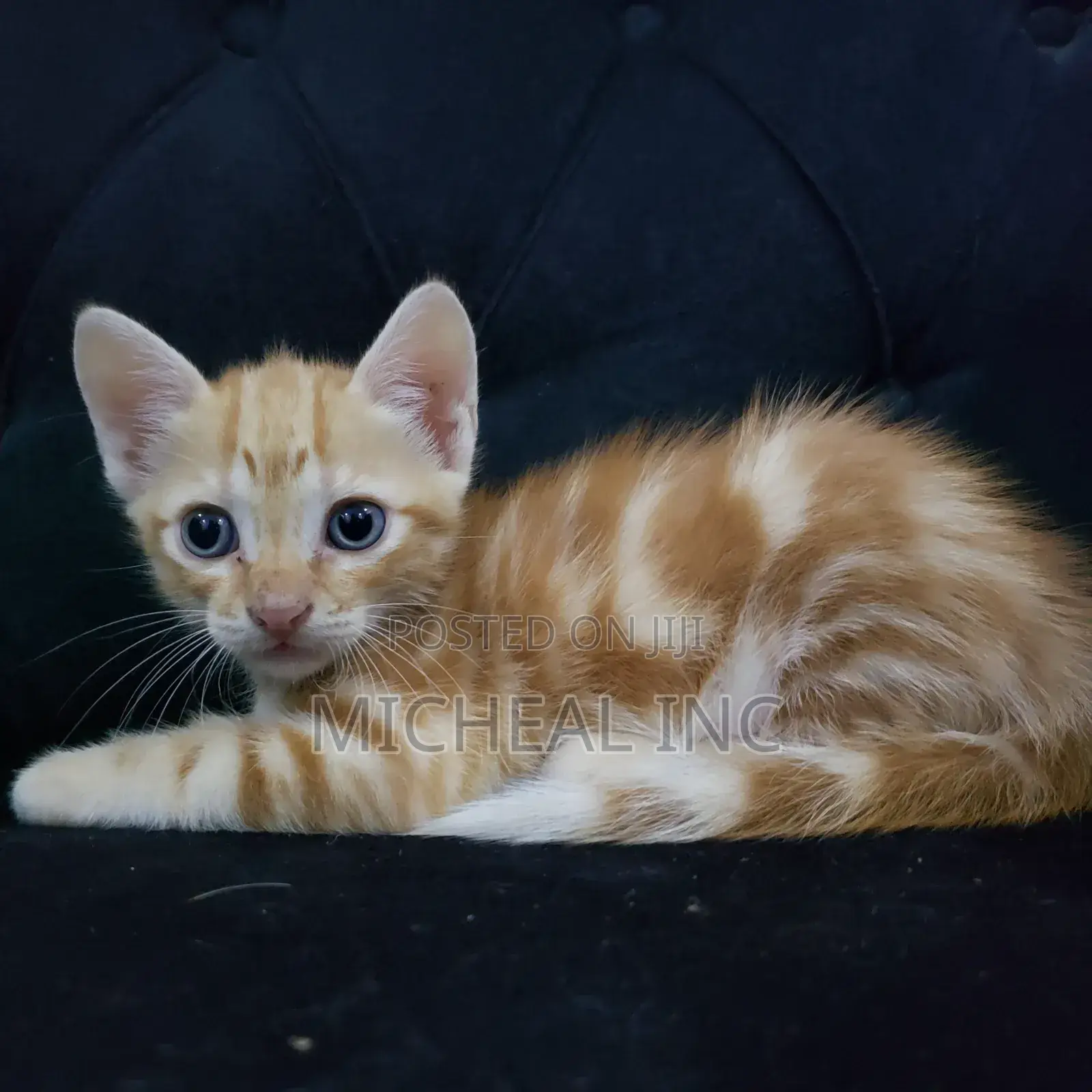 1-3 months Female Mixed Breed Turkish Angora