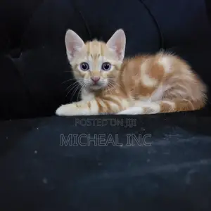 1-3 months Female Mixed Breed Turkish Angora