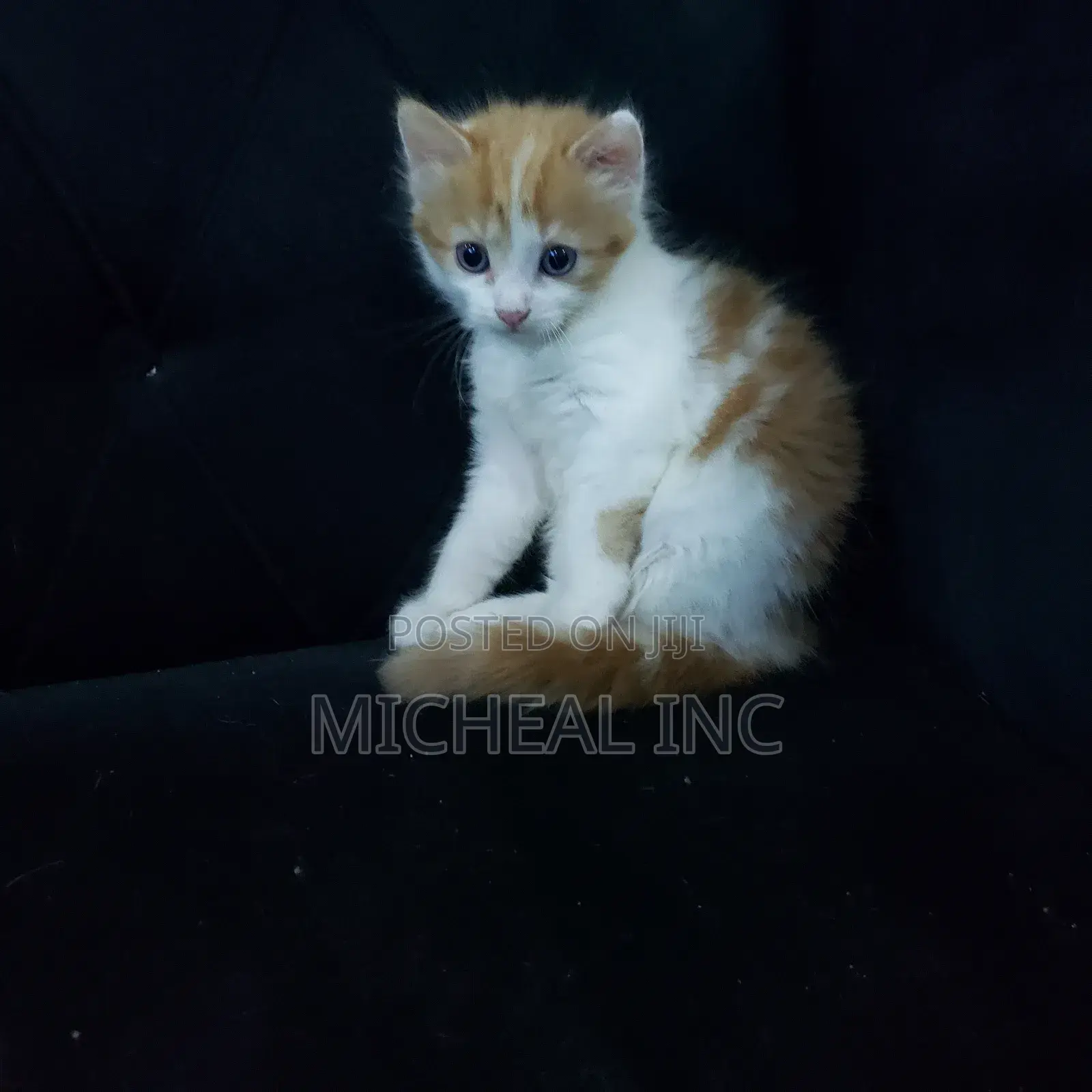 1-3 months Female Mixed Breed Turkish Angora