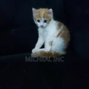 1-3 months Female Mixed Breed Turkish Angora