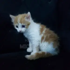 1-3 months Female Mixed Breed Turkish Angora