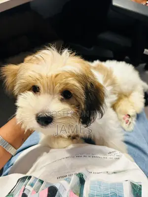 1-3 months Female Purebred Shih Tzu