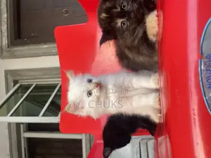 1-3 months Male Purebred Persian